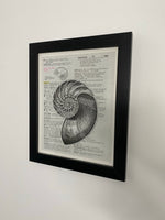 Nautilus  by Laurel Winston - Framed Original
